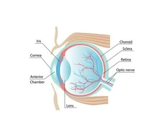 Reviving Vision: The Magic of Corneal Transplant Surgery
