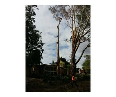 Ready to avail expert assistance for tree removal?