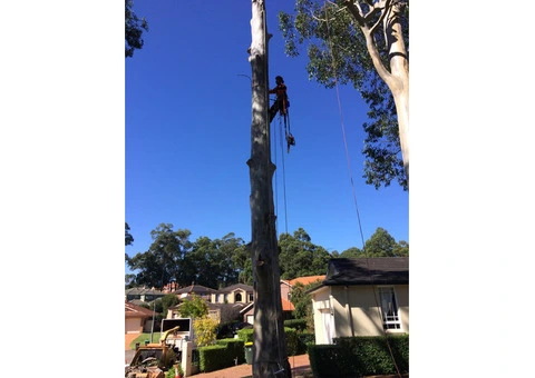 Ready to avail expert assistance for tree removal? - 2/3