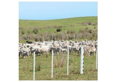 Elevate Your Outdoors with Trellis Fencing