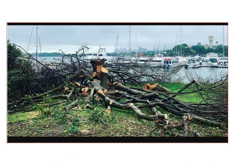 Tree Removal North Sydney