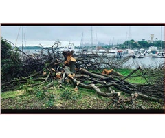 Tree Removal North Sydney