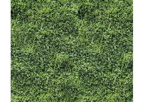 Lush Green Lawn Now Possible With Couch Grass