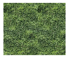 Lush Green Lawn Now Possible With Couch Grass
