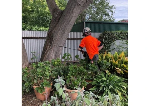 Best Tree Removal Experts in Adelaide