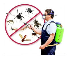 Comprehensive Spider Control in Adelaide: Protect Your Home from Eight-Legged Intruders