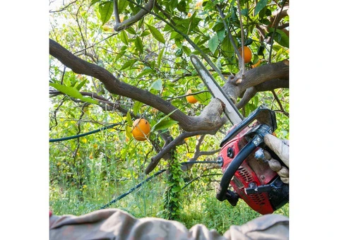 Best tree removal services in Adelaide