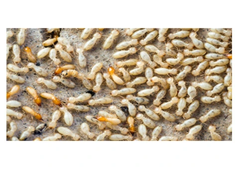 Flatline Pest Control - Termite Treatment Central Coast