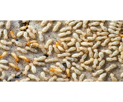 Flatline Pest Control - Termite Treatment Central Coast