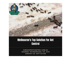 Melbourne's Top Solution For Ant Control