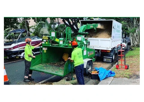 Arborist Sydney North Shore