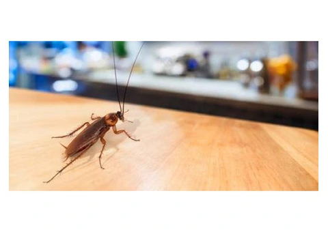 Swift German Cockroach Control Services in Melbourne