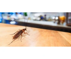 Swift German Cockroach Control Services in Melbourne
