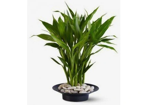 Best Psychic Melbourne - Roosy Spirit - 3/3