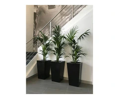 Transform Your Office with Premium Corporate Plant Services