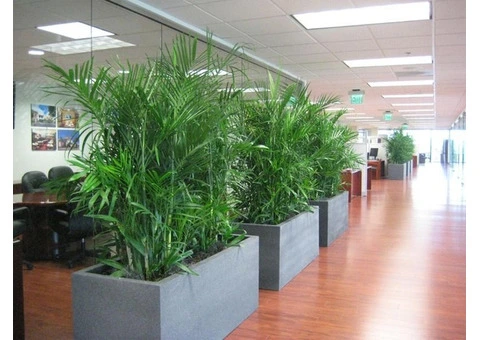 Elevate Your Workspace with Stylish Office Plants in Melbourne