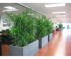 Elevate Your Workspace with Stylish Office Plants in Melbourne