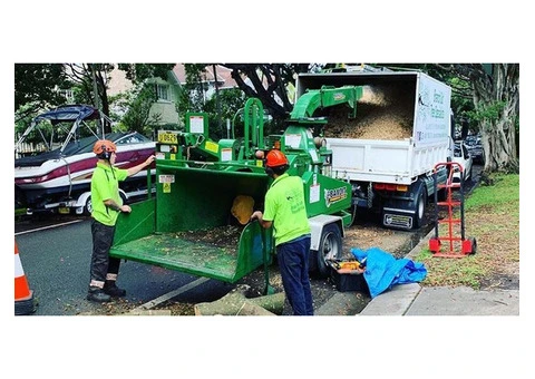 Arborist sydney