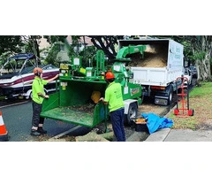 Arborist sydney