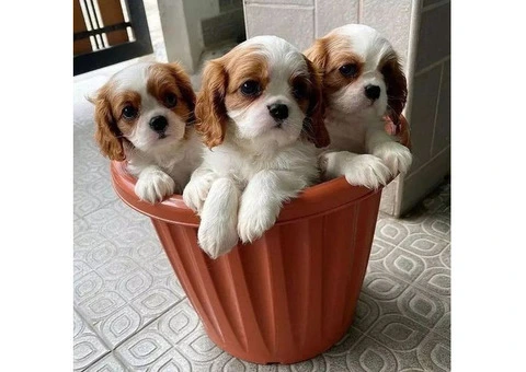 Beautiful Cavalier King Charles Spaniel Puppies - 1/3