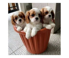 Beautiful Cavalier King Charles Spaniel Puppies