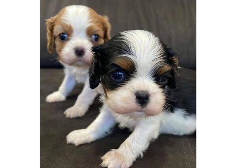 Beautiful Cavalier King Charles Spaniel Puppies - 2/3