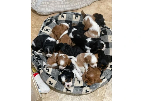 Beautiful Cavalier King Charles Spaniel Puppies - 3/3