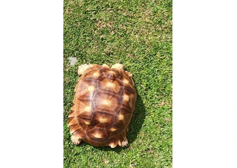 Tortoise - 1/4