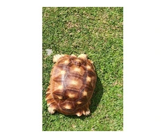 Tortoise
