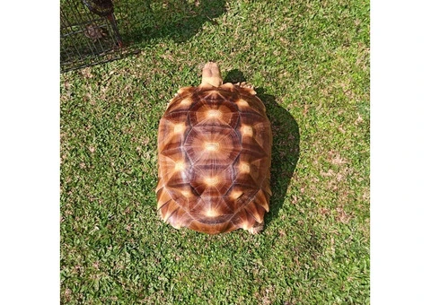 Tortoise - 2/4