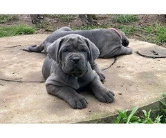 # Neo Mastiff (Neapolitan) pups #