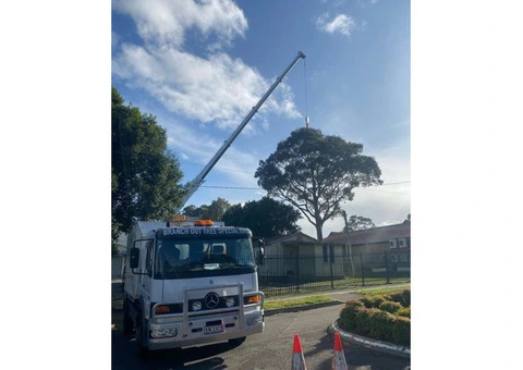 Tree Removal North Shore