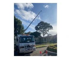 Tree Removal North Shore