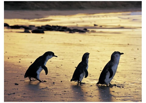 Grampians Melbourne Day Tours - 6/6