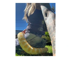 Albino carpet python