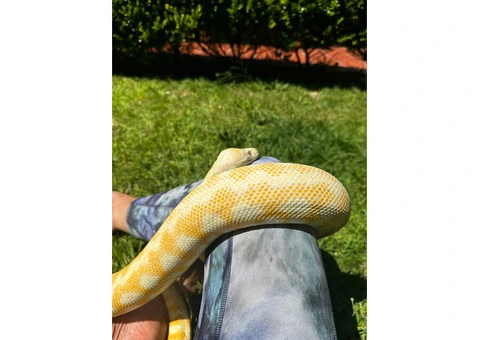 Albino carpet python - 2/4