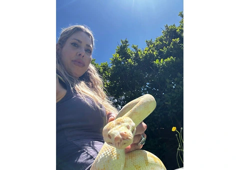 Albino carpet python - 3/4