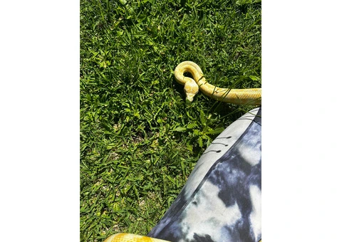 Albino carpet python - 4/4