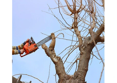 Professional Tree Removal in Moorabbin: Your Trusted Arborists