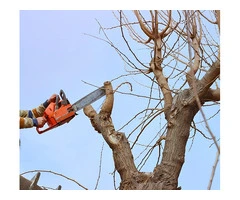 Professional Tree Removal in Moorabbin: Your Trusted Arborists