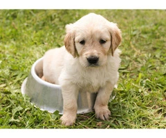 Cavalier King Charles Spaniel Puppies for Sale