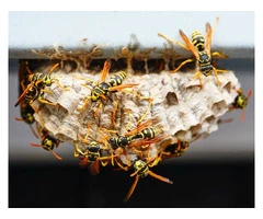 Melbourne's Trusted Wasp Removal Specialists