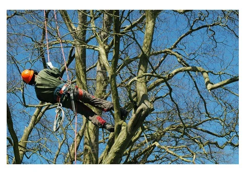 Tree Removal North Richmond