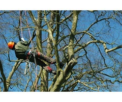 Tree Removal North Richmond