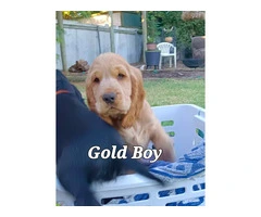 Pure Bred Cocker Spaniel Puppies