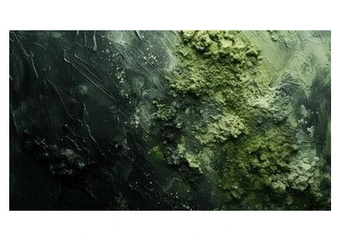 Drytech's Effective Mold Cleaning Services!