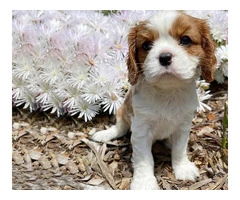 Retrievador Puppies for Sale Melbourne