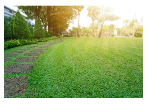 Long-Term Performance Guaranteed With Palmetto Buffalo Grass