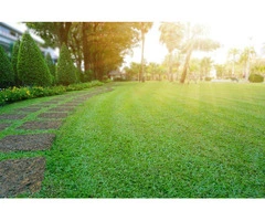 Long-Term Performance Guaranteed With Palmetto Buffalo Grass