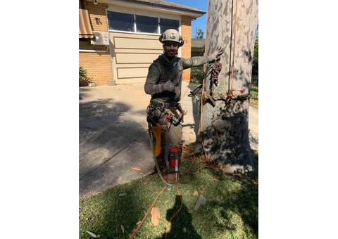 Ready to deck up your garden with skilled tree pruning?